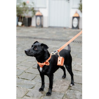Fluwelen Vlinderdas Kentucky Oranje