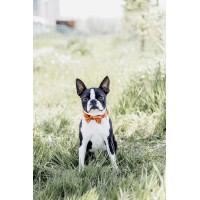 Fluwelen Vlinderdas Kentucky Oranje Fluwelen Vlinderdas Kentucky Oranje