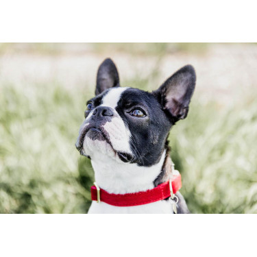 Collier pour chien Corduroy Kentucky Rouge