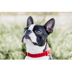 Hondenhalsband Corduroy Kentucky Rood