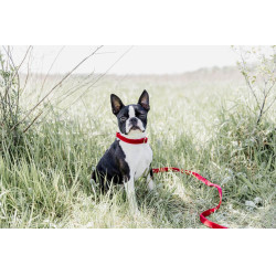 Collier pour chien Corduroy Kentucky Rouge