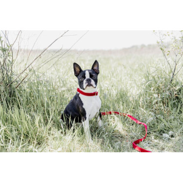 Hondenhalsband Corduroy Kentucky Rood