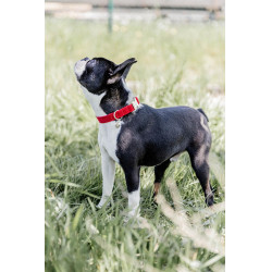 Hondenhalsband Corduroy Kentucky Rood