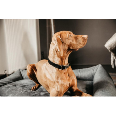 Collier pour chien Corduroy Kentucky Noir Collier pour chien Corduroy Kentucky Noir