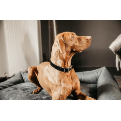 Hondenhalsband Corduroy Kentucky Zwart