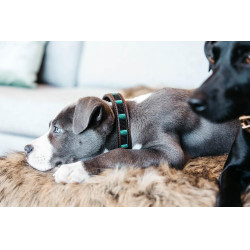 Collier pour chien en Perles faites-main Kentucky Noir