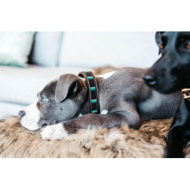 Halsband voor honden van handgemaakte parels Kentucky Zwart