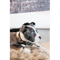 Collier pour chien en Perles faites-main Kentucky Orange