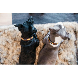 Halsband voor honden van handgemaakte parels Kentucky Oranje