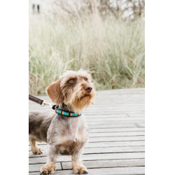 Halsband voor honden van handgemaakte parels Kentucky Lichtblauw Halsband voor honden van handgemaakte parels Kentucky Lichtblauw