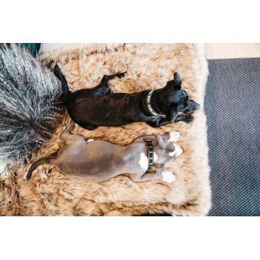 Halsband voor honden van handgemaakte parels Kentucky Lichtblauw Halsband voor honden van handgemaakte parels Kentucky Lichtblauw