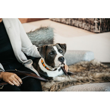 Halsband voor honden van handgemaakte parels Kentucky Puur oranje