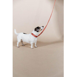 Collier pour chien Jacquard Kentucky Terracotta Orange