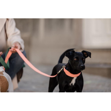 Collier pour chien Jacquard Kentucky Neon orange