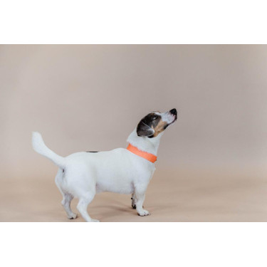 Halsband voor honden Jacquard Kentucky Neon oranje Halsband voor honden Jacquard Kentucky Neon oranje