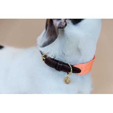 Collier pour chien Jacquard Kentucky Neon orange