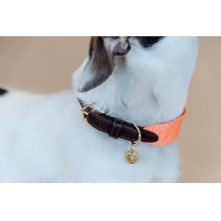 Halsband voor honden Jacquard Kentucky Neon oranje Halsband voor honden Jacquard Kentucky Neon oranje