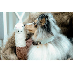 Collier pour chien Jacquard Kentucky Bleu clair Collier pour chien Jacquard Kentucky Bleu clair