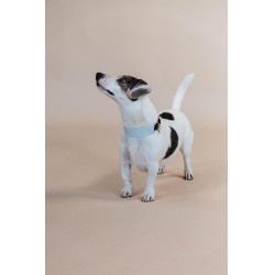 Collier pour chien Jacquard Kentucky Bleu clair Collier pour chien Jacquard Kentucky Bleu clair