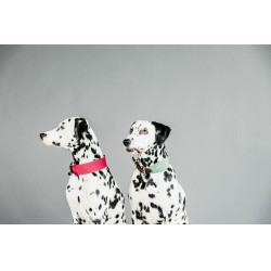 Collier pour chien Jacquard Kentucky Vert olive Collier pour chien Jacquard Kentucky Vert olive