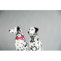 Halsband voor honden Jacquard Kentucky Terracotta Oranje