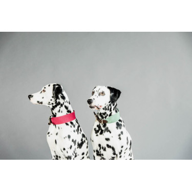 Halsband voor honden Jacquard Kentucky Olijfgroen