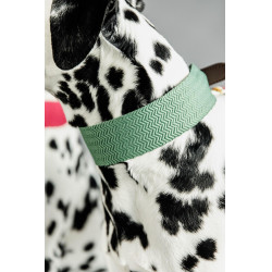 Collier pour chien Jacquard Kentucky Vert olive Collier pour chien Jacquard Kentucky Vert olive