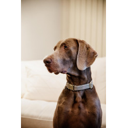 Collier pour chien Pied-de-poule Kentucky Beige