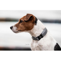 Collier pour chien Réfléchissant Kentucky Argent Collier pour chien Réfléchissant Kentucky Argent