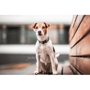 Halsband voor hond Reflecterend Kentucky Zilver