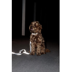 Halsband voor hond Reflecterend Kentucky Zilver