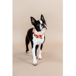 Collier pour chien Soft Rubber Kentucky Neon orange