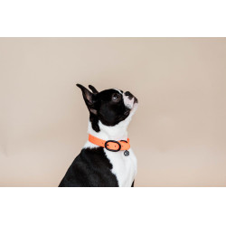 Collier pour chien Soft Rubber Kentucky Neon orange