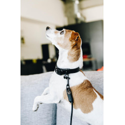 Collier pour chien Soft Rubber Kentucky Noir