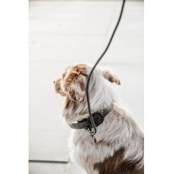 Halsband voor honden Soft Rubber Kentucky Zwart Halsband voor honden Soft Rubber Kentucky Zwart