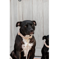 Halsband voor honden Teddy Fleece Kentucky Donkergroen Halsband voor honden Teddy Fleece Kentucky Donkergroen