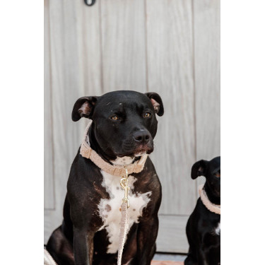 Collier pour chien Teddy Fleece Kentucky Beige