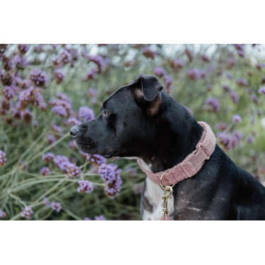 Collier pour chien Teddy Fleece Kentucky Vieux rose