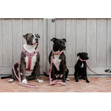 Halsband voor honden Teddy Fleece Kentucky Oudroze