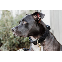 Collier pour chien Teddy Fleece Kentucky Noir