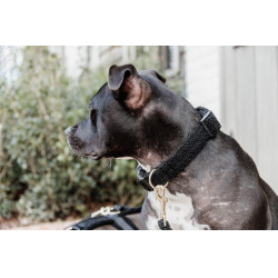 Halsband voor honden Teddy Fleece Kentucky Zwart