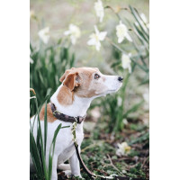 Halsband voor hond Velvet Leather Kentucky Bruin