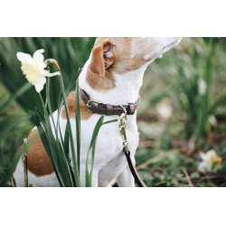 Halsband voor hond Velvet Leather Kentucky Bruin