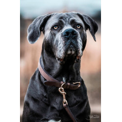 Collier pour chien Velvet Leather Kentucky Brun Marron