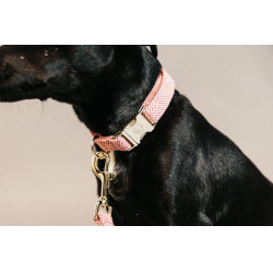 Collier pour chien Wool Kentucky Rose clair