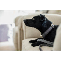 Hondenhalsband Wool Kentucky Lichtroze