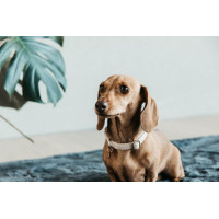 Collier pour chien Wool Kentucky Rose clair