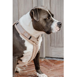 Harnais pour chien Active Teddy Fleece Kentucky Beige
