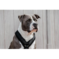 Harnais pour chien Active Teddy Fleece Kentucky Noir