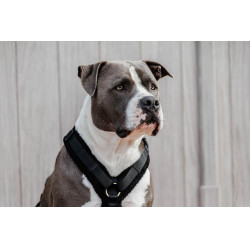 Harnais pour chien Active Teddy Fleece Kentucky Noir